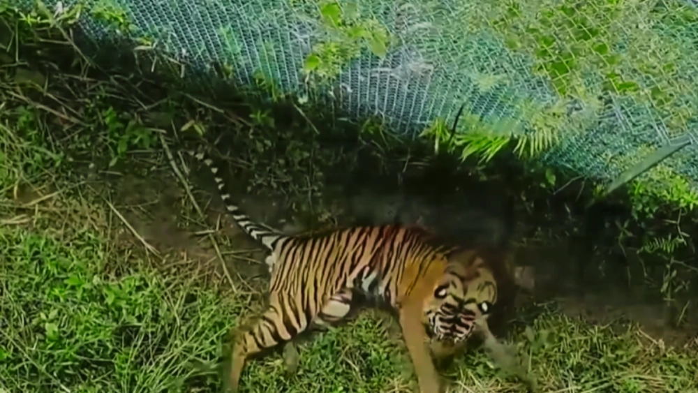 Warga di Lampung Barat Kini Bisa Bernapas Lega, Harimau yang Sempat Serang Petani Berhasil Ditangkap