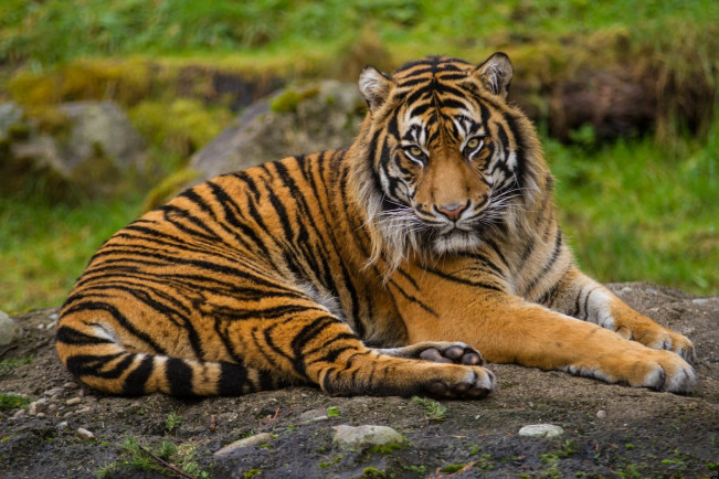 Pilu, Uni Harimau Sumatera Koleksi Kebun Binatang Taman Rimba Jambi Mati