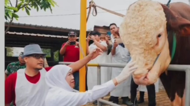 Gubernur Jawa Timur Khofifah Indar Parawansa mengunjungi Mas Bro, sapi kurban milik Prabowo Subianto untuk memastikan kesehatannya sebelum disembelih saat Idul Adha. [Instagram/@khofifah]