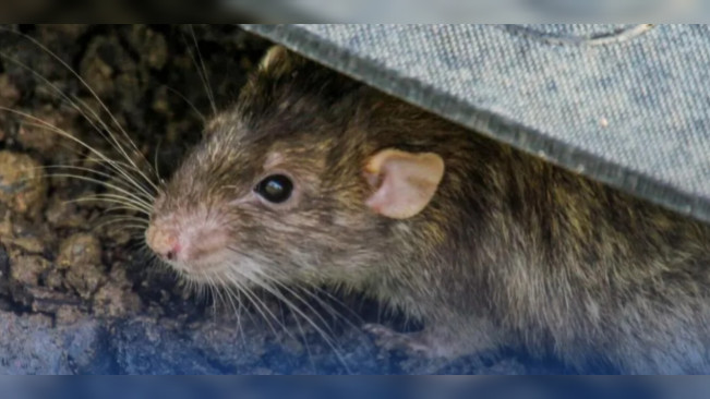 Virus Hanta tipe Haemorrhagic Fever with Renal Syndrome (HFRS), virus yang ditularkan dari tikus. [Instagram]