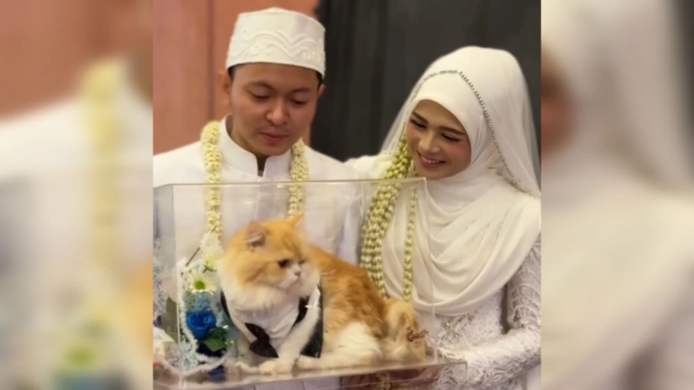 Pengantin viral dengan mahar kucing Persia. [TikTok/@glowingbjmgroup]