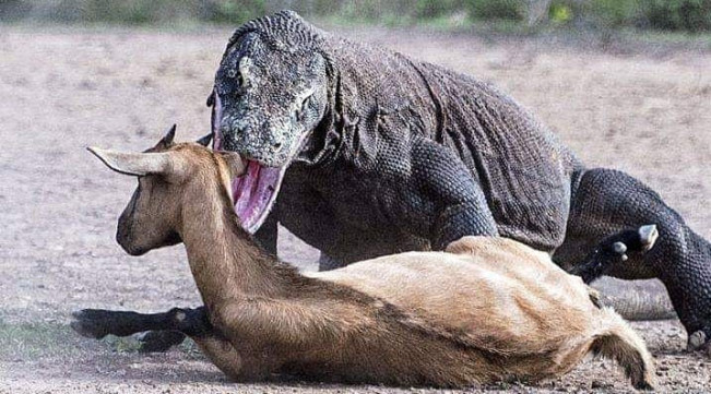 Sah! Mulai Agustus, Masuk Taman Nasional Komodo Rp3,75 Juta