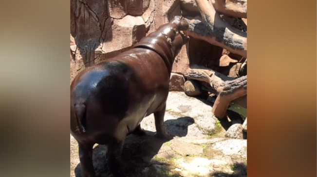 Publik Geram, Viral Penumpang Mobil Turun Motret Kuda Nil di Taman Safari Prigen