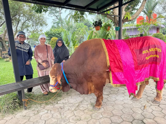 Sapi kurban Inul Daratista dititipkan pada Ustaz Subki. (Instagram/@inul.d)