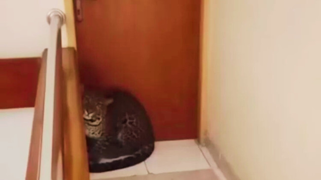 Asal Usul Macan Tutul yang Masuk Hotel di Bandung, Milik Lembang Park and Zoo?