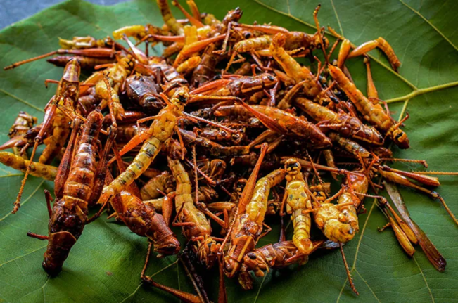Makanan-makanan Nyeleneh dari Berbagai Negara, Ada Keju Bertoping Belatung