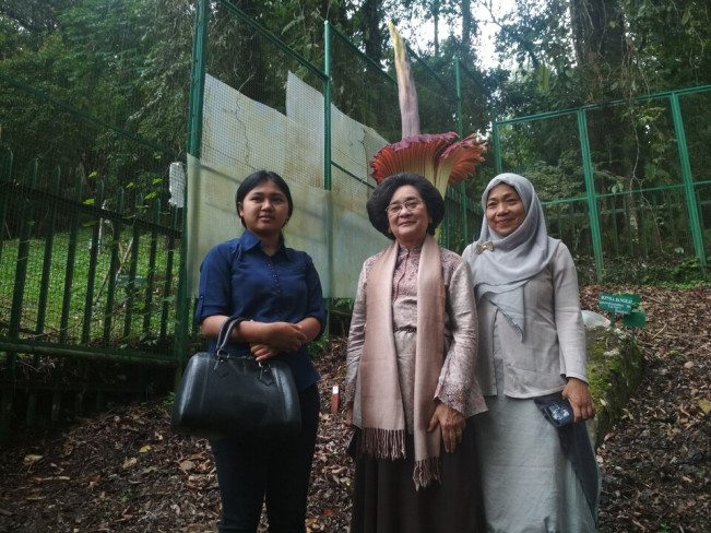 Tak Hanya Budiono dan Istri, Mekarnya Bunga Bangkai Juga Pernah Pikat Meutia Hatta