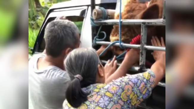 Haru, Momen Seorang Ibu Menangis Melepas Sapi yang Dirawat Sejak Kecil