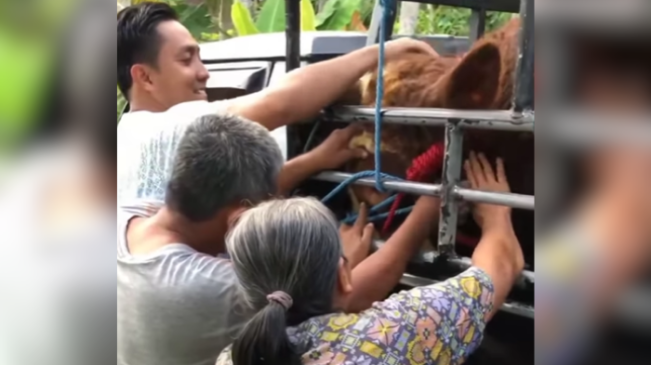 Sapi tersebut akan dibawa pembelinya ke Jakarta. [Instagram @indotoday]