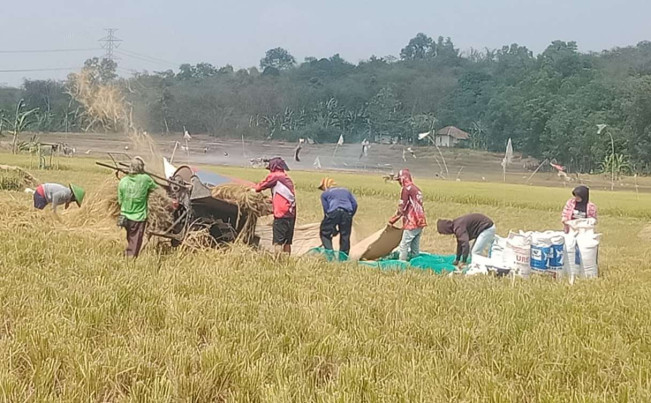 Produksi Beras RI Sempat Turun, Tapi Stok Idulfitri Aman