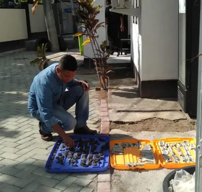 Khasiat Teripang untuk 1.000 Hari Pertama Kehidupan