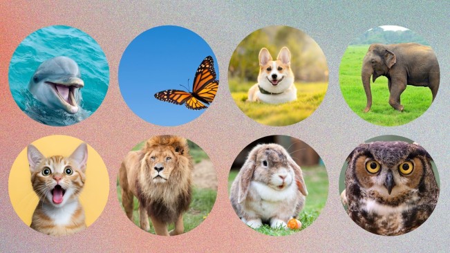 Tes Kepribadian: Pilih Hewan Favorit, Temukan Jawabannya