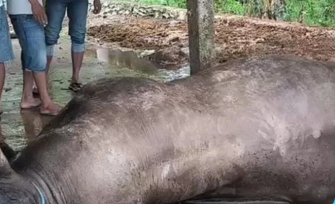 Mau Dikurbankan Presiden Prabowo, Turbo Mendadak Mati