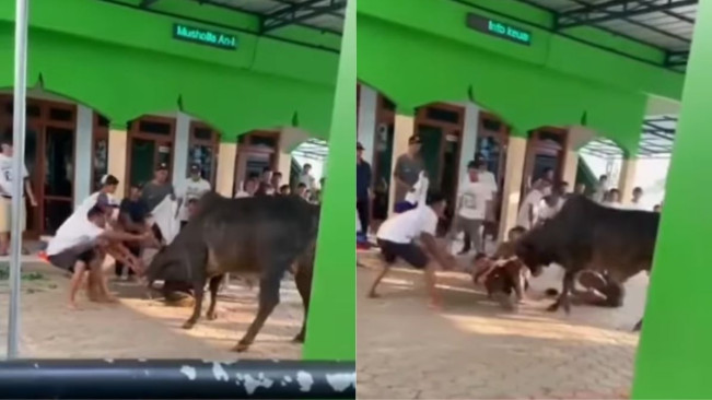 Detik-Detik Sapi Kurban Ngamuk Hendak Disembelih di Jagakarsa, Warga Terjungkal