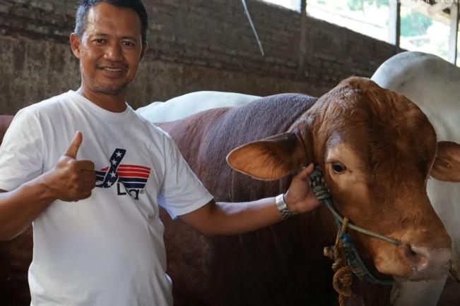 Sapi jenis Limousin yang menjadi hewan kurban bantuan Presiden Prabowo Subianto pada momentum Hari Raya Idul Adha dibeli dari peternak di Magetan, Jawa Tengah. [Dok. Diskominfo Kota Magetan]