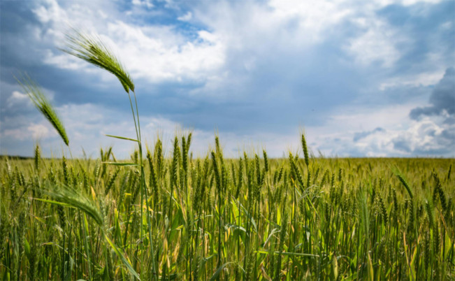 Jawa Tengah Optimis Mencapai Target LTT 195.156 Hektar