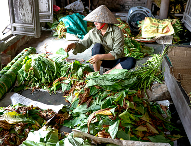 Rp4,416 Miliar Dana BLT DBHCHT Disalurkan pada 3.680 Buruh Tani Tembakau Rembang