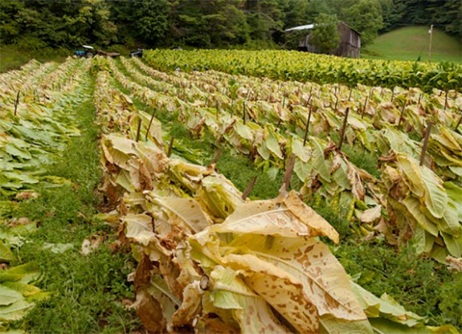Areal Tanaman Tembakau di Blora Meningkat, Pendapatan Bersih Petani Rp40 Juta per Hektar