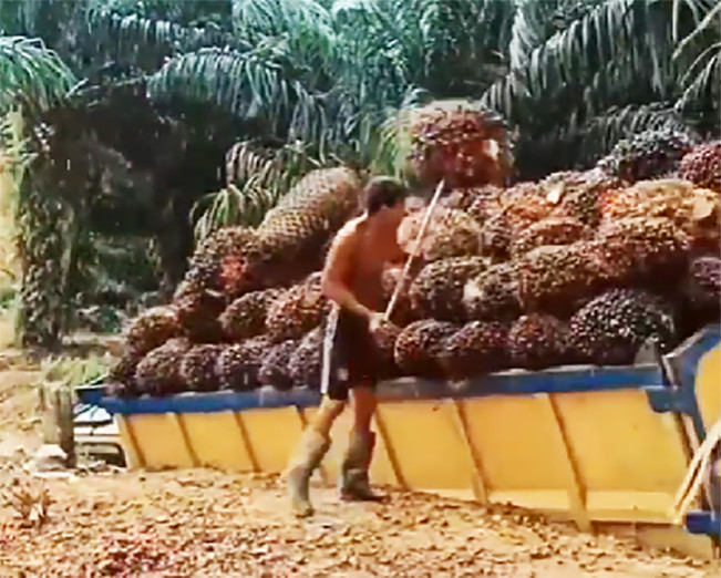 Petani Untung Besar! Harga TBS Sawit Mitra Swadaya di Riau Tembus Rp3.453,69 per-Kg