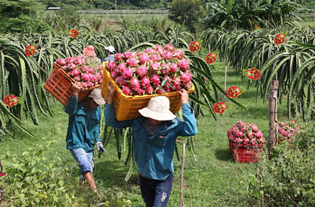 Nekat Ubah Perkebunan Sawit Jadi Buah Naga, Pakde Sukir Berlimpah Cuan Rp100 Juta per-Bulan