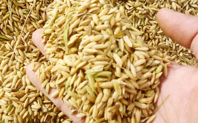 Pengendalian Inflasi: Pemda Diminta Fokus pada HET dan Potensi Harga yang Bergejolak