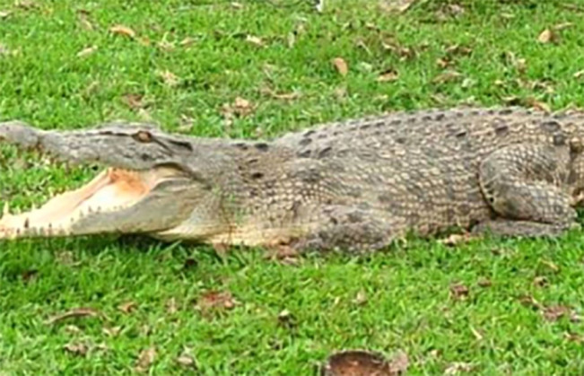 Nelayan Tewas Disambar Buaya Saat Menjaring Ikan di Sungai Rokan
