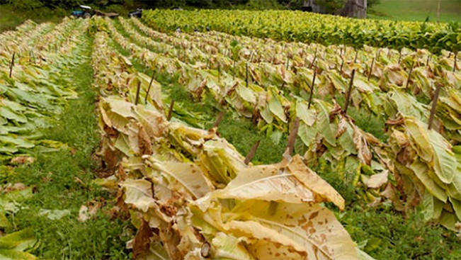 Ini yang Dilakukan agar Kemurnian Tembakau Temanggung Tetap Terjaga