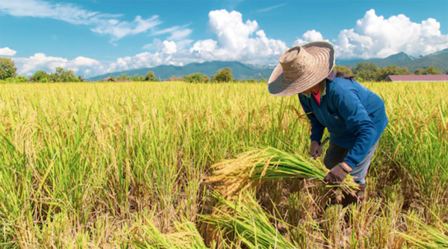 Serapan Pupuk Bersubsidi di Jateng Capai 60,23 Persen