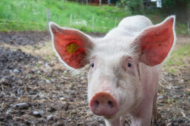 Empat Shio Paling Boncos di Tahun Ular 2025, Shio Babi harus Ekstra Hati-hati!