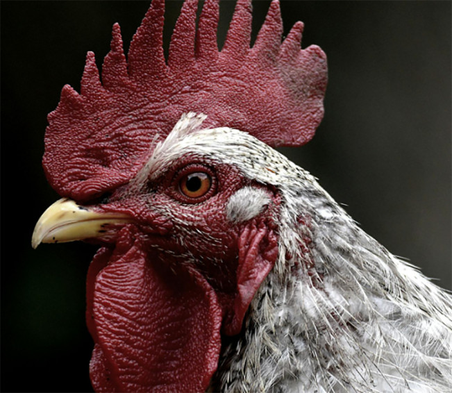 Silahkan Tersenyum Lebar! Indonesia Bershio Ayam Miliki Peruntungan yang Bagus di 2025