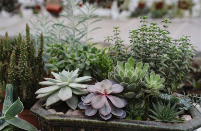 Feng Shui! 10 Tanaman Pembawa Sial, Jangan Jadikan Hiasan Rumah