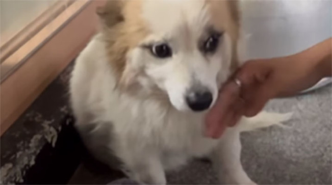 Video Viral Seekor Anjing Setia Menunggu Tuannya Tanpa Tahu Tuannya Telah Meninggal Kecelakaan Jeju Air