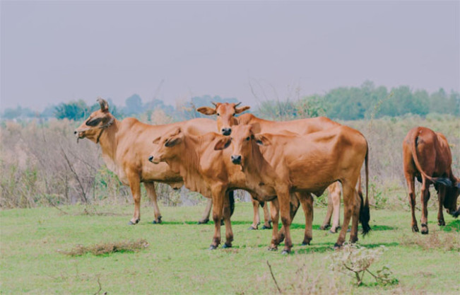 PMK Merebak, Disnakkeswan Minta Peternak tak Panik, PMK Bisa Disembuh