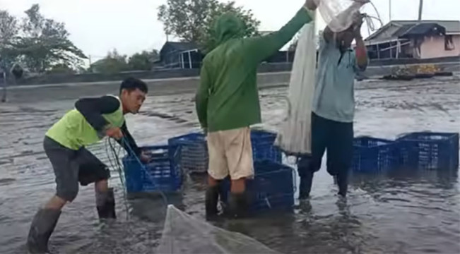 KPK Ungkap Kebocoran Perizinan Tambak Udang di NTB