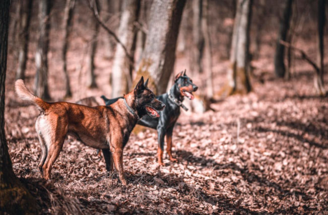 Bencana Nuklir Chernobyl 1986 Mengubah Genetik Anjing-anjing Chernobyl?