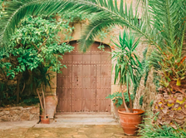 Feng Shui: 9 Tanaman  Pembawa Hoki bagi Penghuni Rumah