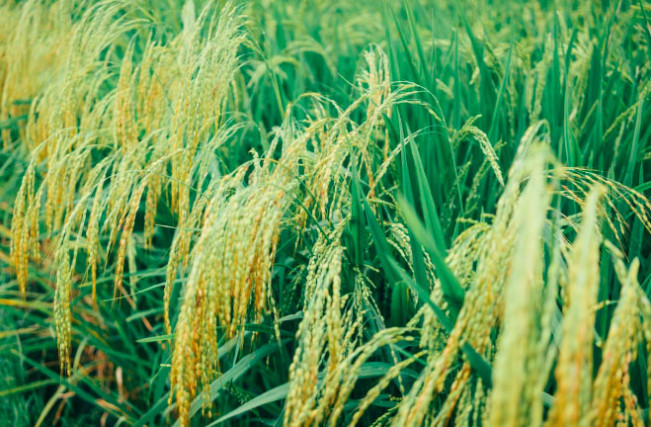 Menko Pangan Zulhas Sebut Hasil Panen di Jateng Terbaik se-Indonesia