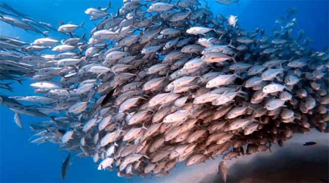 Di Tengah Ancaman Tarif Trump, Perikanan Indonesia Catat Ekspor Rp1 Triliun Sepanjang Libur Lebaran