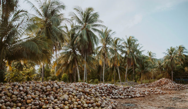 Jumlah PHK di Riau Meningkat, Paling Banyak dari Perkebunan Kelapa yang Produksinya Anjlok