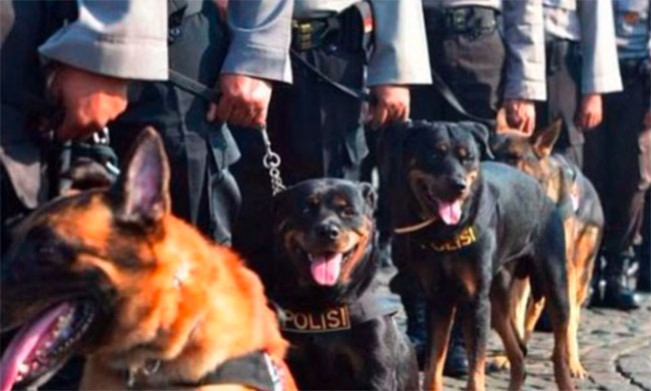 Myanmar Kembali Diguncang Gempa, Tim INASAR dan K9 Indonesia Temukan 5 Jenazah di Reruntuhan