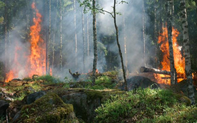 Kemarau belum Tiba tapi Hutan dan Lahan yang Terbakar di Riau sudah Mencapai  77,81 Ha