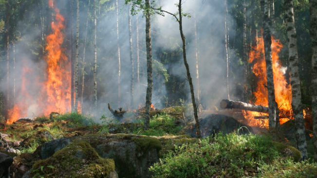 Menko Polhukam: Ada Karhutla di Wilayahnya Swasta Jangan Diam Saja, Izin Dicabut jika Terlibat Bakar Hutan Lahan