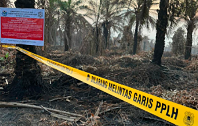 KLH Segel Lahan di Rohil Terkait Karhutla, Ketua APHI Riau: Itu bukan Lagi Konsesi PT SRL Sejak 2022