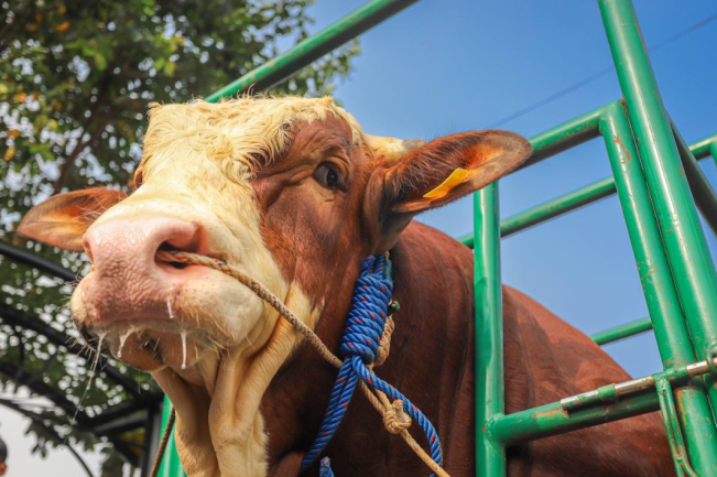 Tiga Sapi Simental dan Limosin Bobot 1,1 Ton Terpilih Jadi Sapi Kurban Presiden