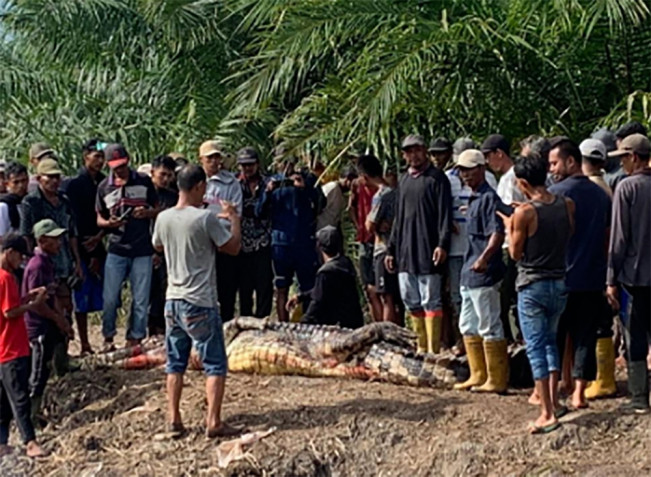 Ngeri! Tak Pulang ke Rumah Ternyata Kakek 68 Tahun Tewas Diterkam Buaya