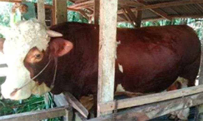 Foto: mediacenter.riau