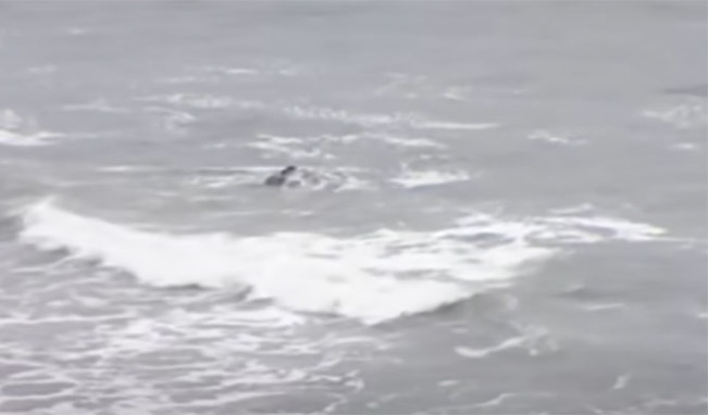 Foto penampakan puing pesawat namun tidak terlihat adanya jasad penumpang/Foto: YouTube  CBS 8 San Diego
