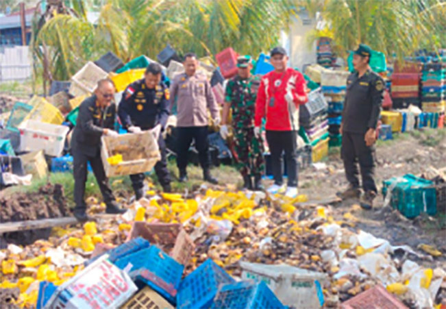 Hasil Patroli Laut Bea Cukai Riau: 25,9 Ton Mangga Selundupan dari Malaysia Dimusnahkan