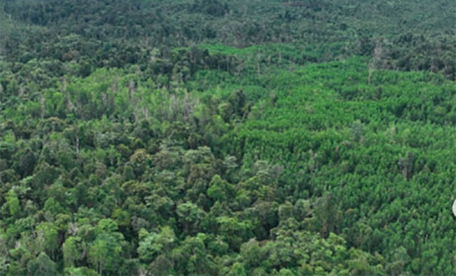 Penampakan kawasan hutan Riau/Foto: Instagram tesso nilo