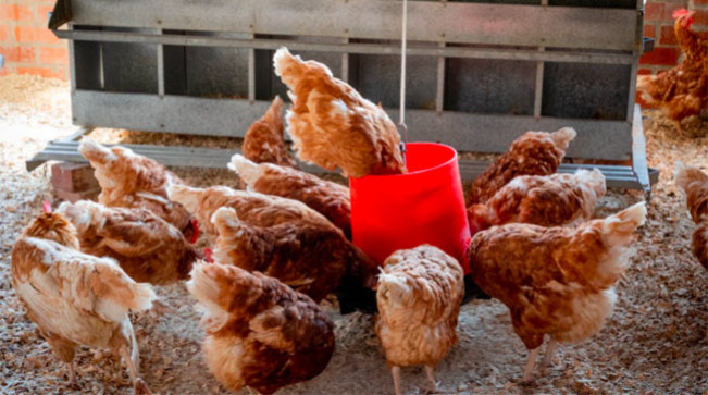 Harga Ayam di Bawah HPP, Diduga Ada Persekongkolan Antara Oknum Peternak dan Broker